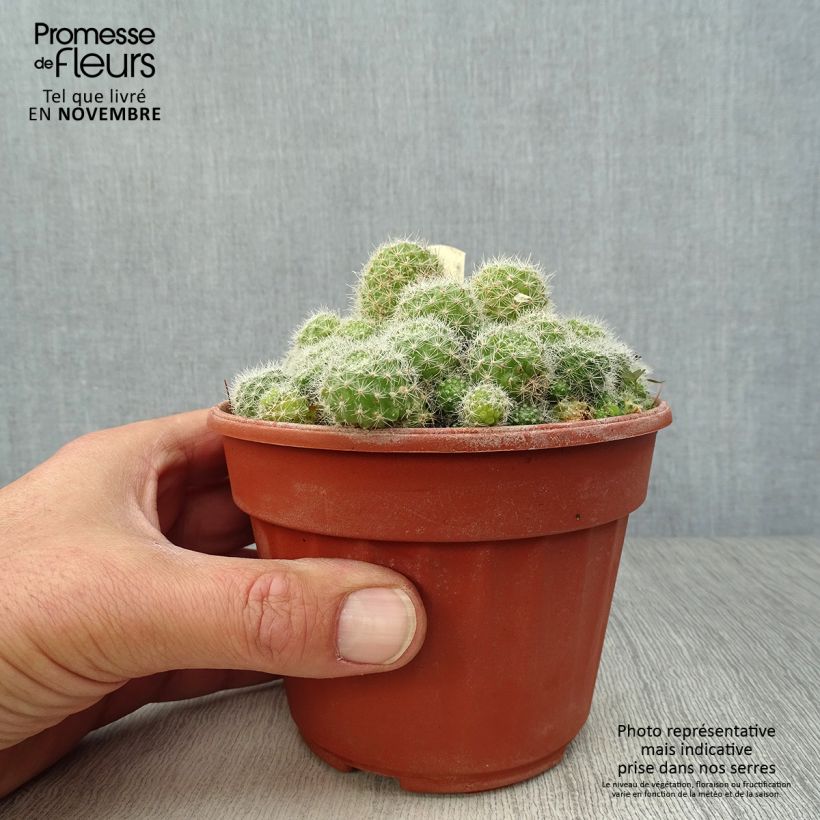 Esimerkki syksyllä toimitetusta Rebutia sp. 12 cm / 13 cm ruukku-taimesta