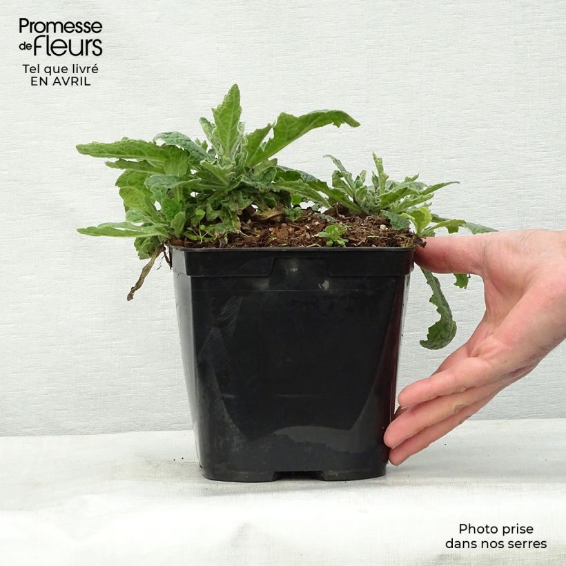 Esimerkki keväällä toimitetusta Isosoilio Polina Pot de 2L/3L-taimesta