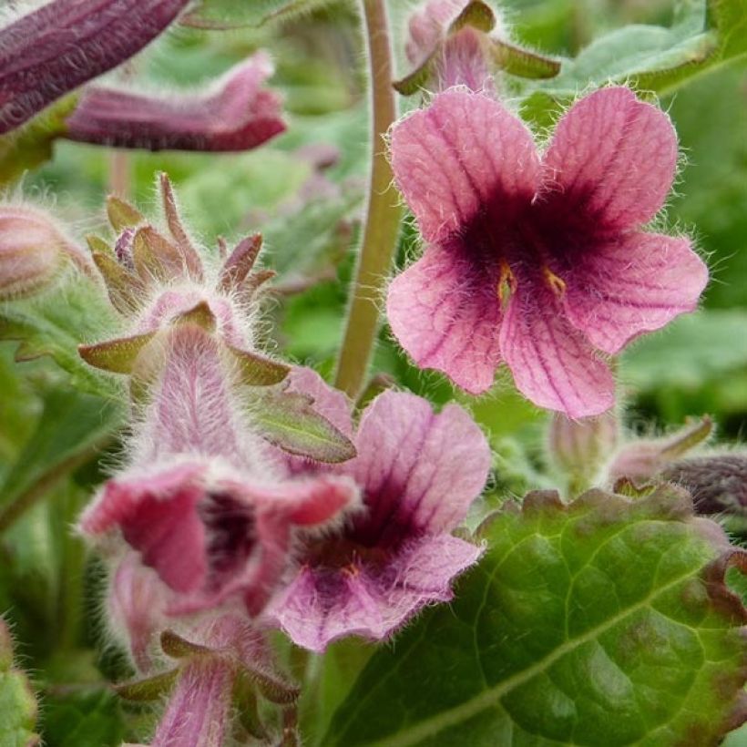 Isosoilio - Rehmannia henryi (Kukinta)