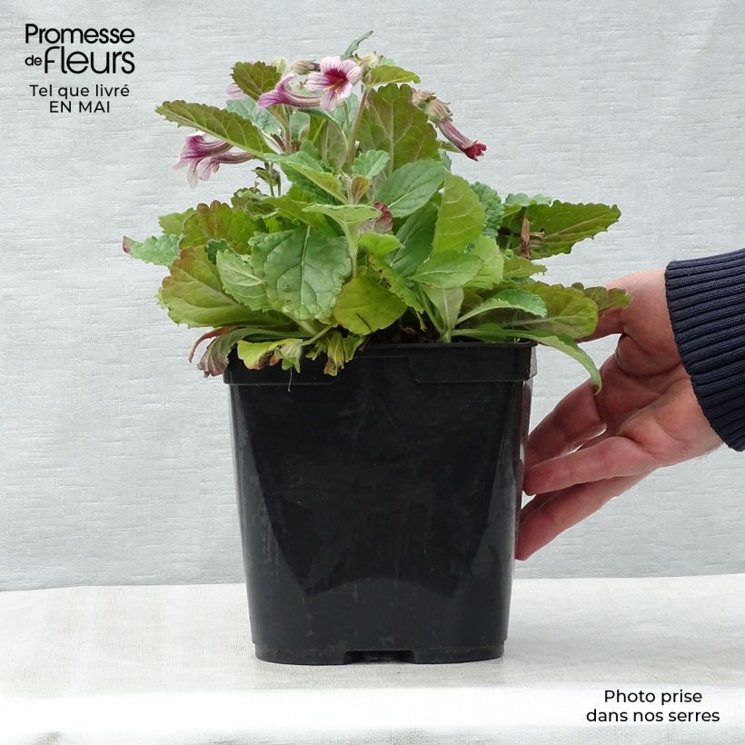 Esimerkki keväällä toimitetusta Isosoilio - Rehmannia henryi Pot de 2L/3L-taimesta