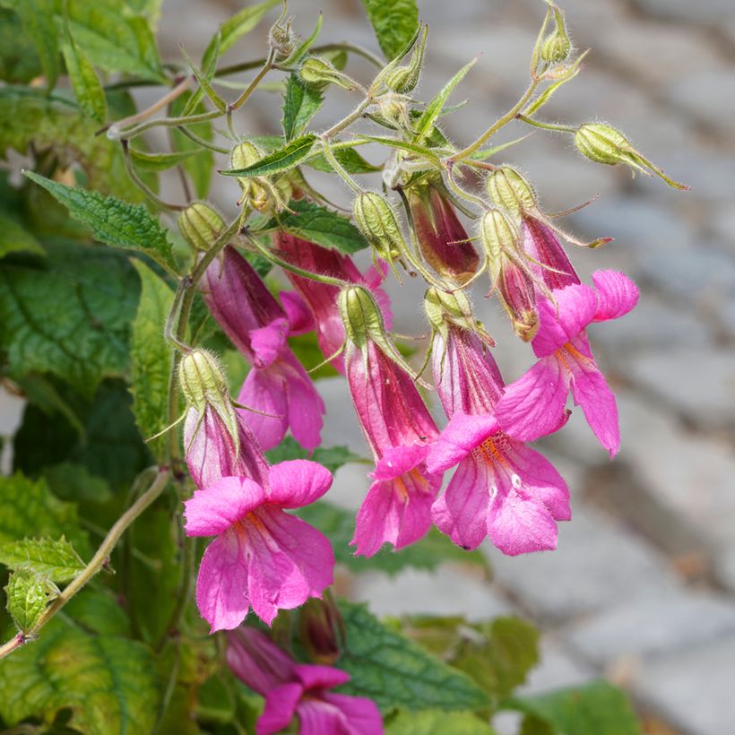 Isosoilio - Rehmannia elata (Kukinta)