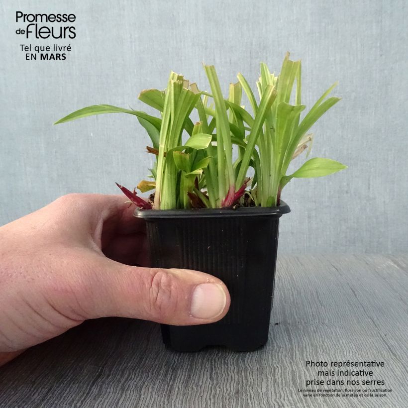 Esimerkki keväällä toimitetusta Reineckea carnea Taimiruukku 8/9 cm-taimesta