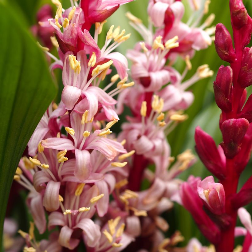 Reineckea carnea (Kukinta)