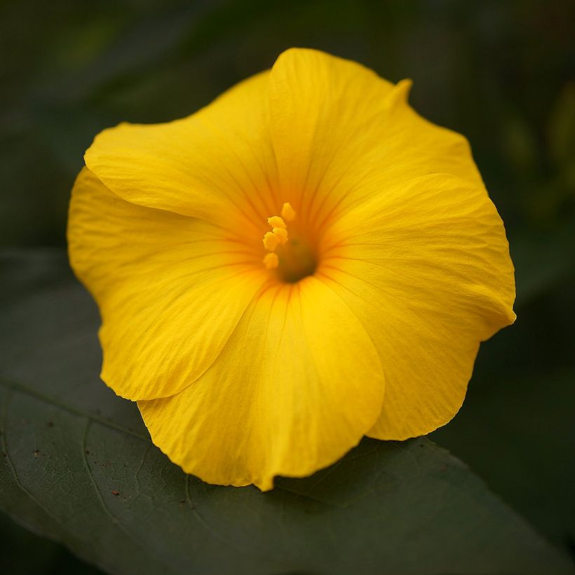 Reinwardtia indica (Kukinta)