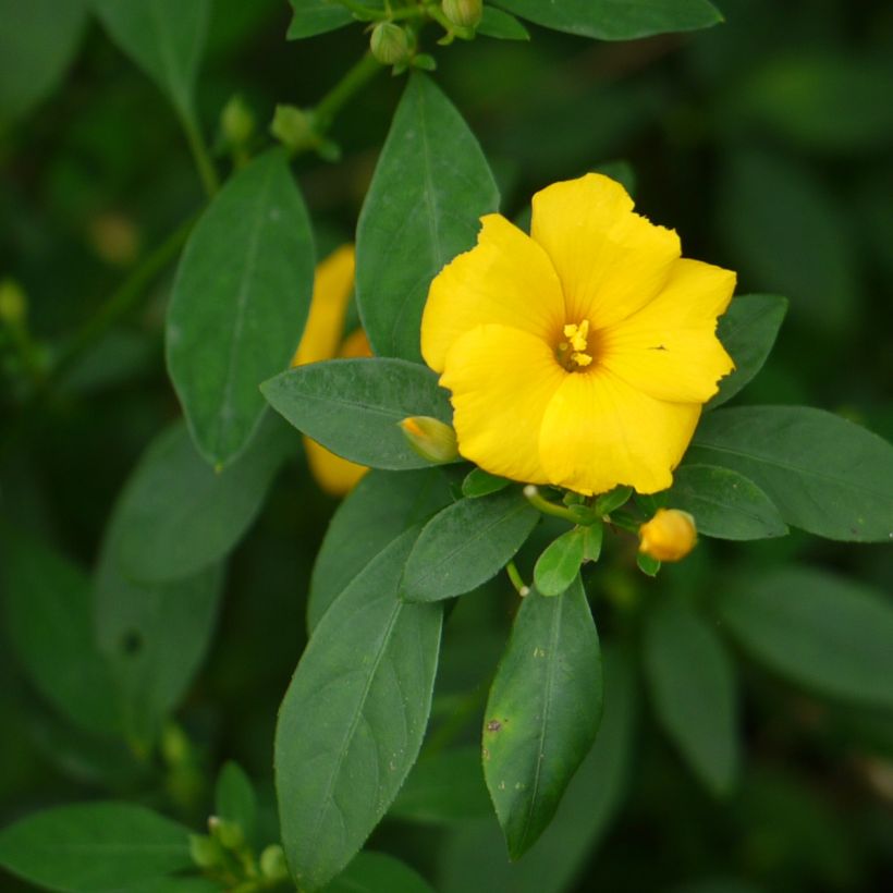 Reinwardtia indica (Lehvistö)