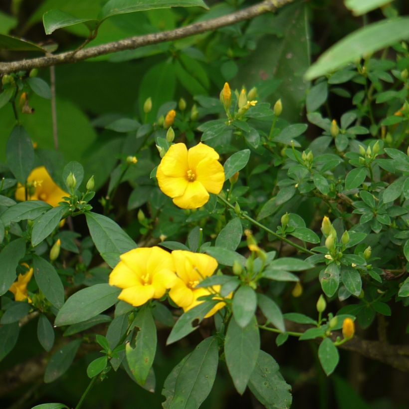 Reinwardtia indica (Kasvutapa)