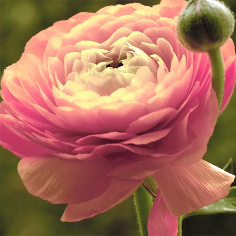 Jaloleinikki Pink (Kukinta)