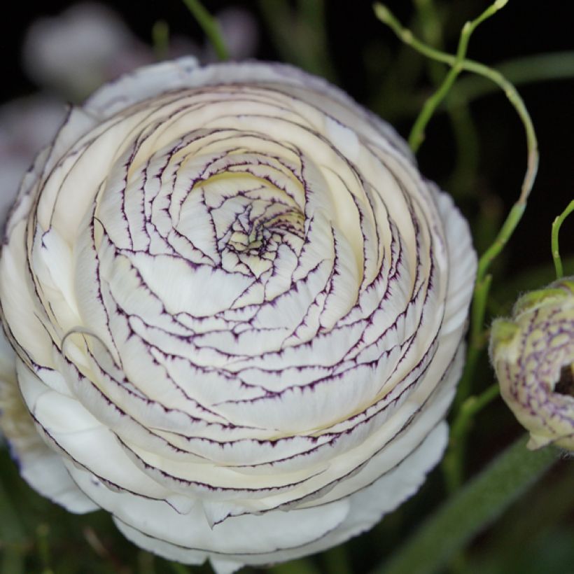 Jaloleinikki White Pink Bicolor (Kukinta)