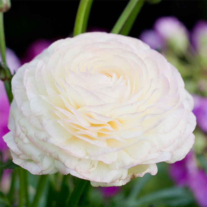 Jaloleinikki White (Kukinta)