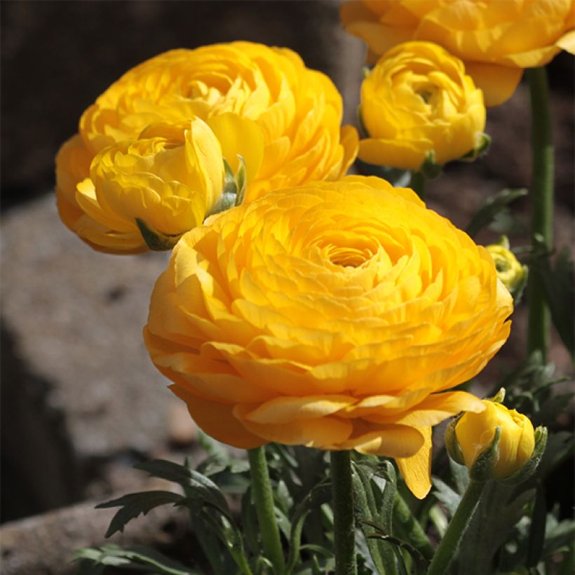 Jaloleinikki Yellow (Kukinta)