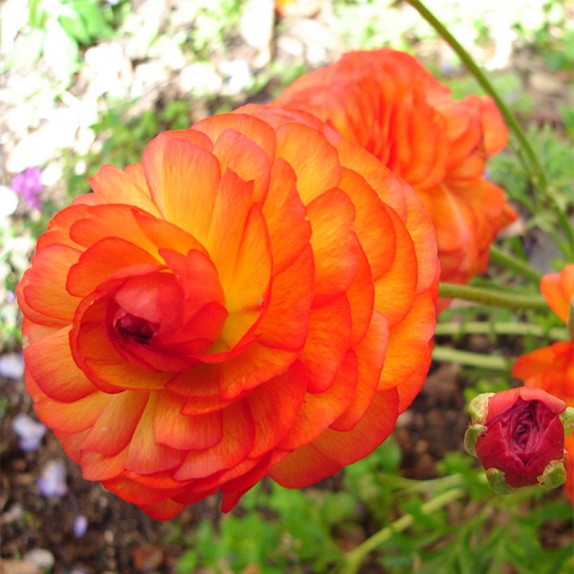 Jaloleinikki Orange (Kukinta)