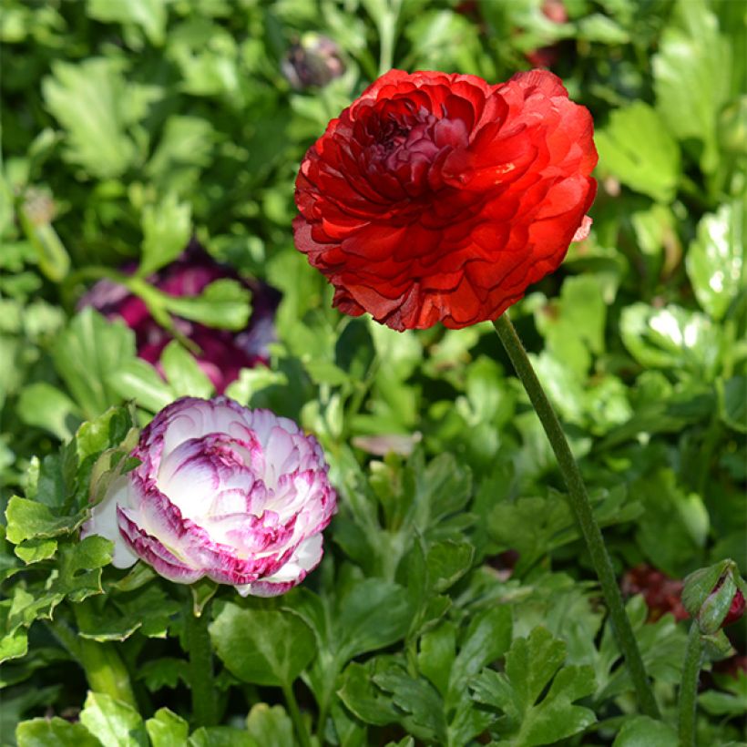 Jaloleinikki Red (Kasvutapa)
