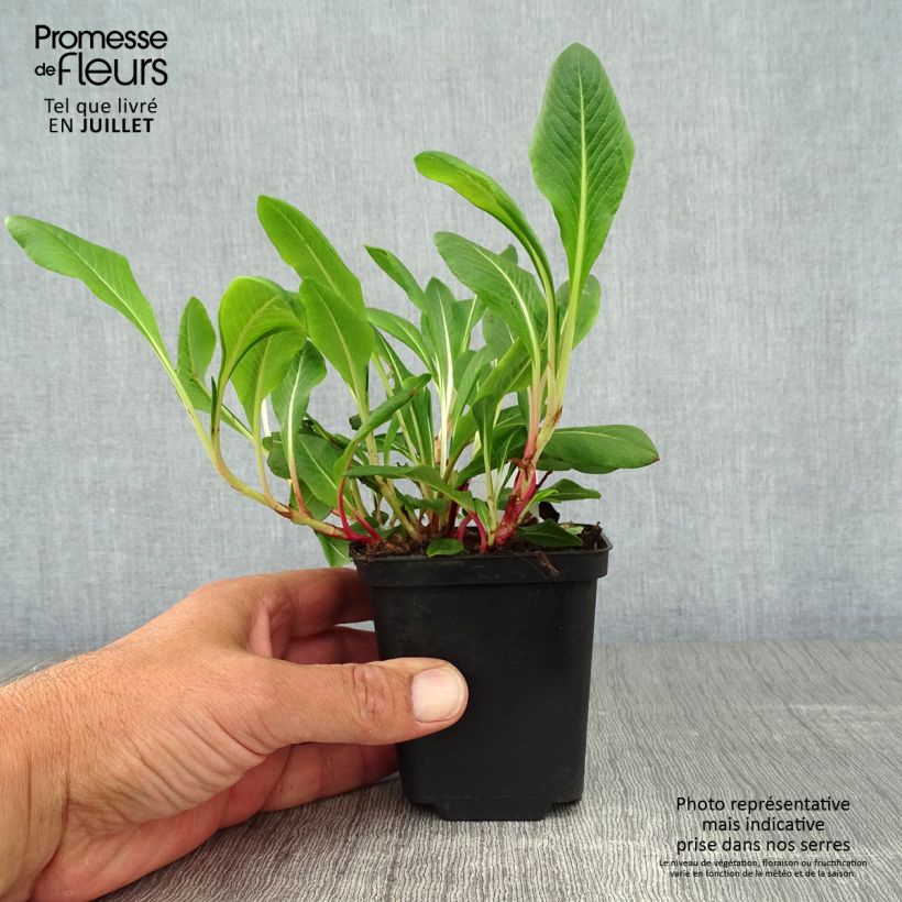 Esimerkki kesällä toimitetusta Vuorikonnantatar Darjeeling Red Taimiruukku 8/9 cm-taimesta