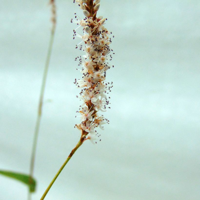 Verikonnantatar Alba (Kukinta)