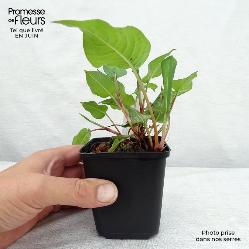 Esimerkki kesällä toimitetusta Verikonnantatar Dikke Floskes Godet de 8/9 cm-taimesta