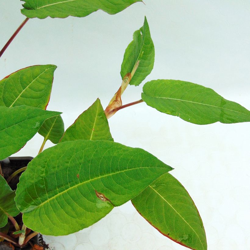 Verikonnantatar Fat Domino (Lehvistö)