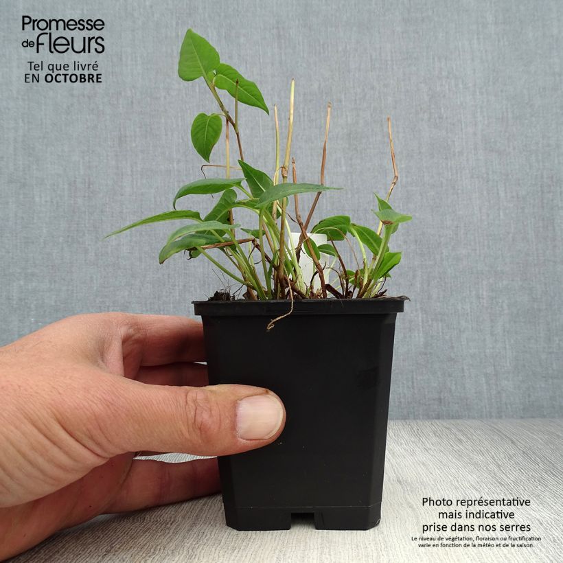 Esimerkki syksyllä toimitetusta Verikonnantatar Inverleith 8/9 cm taimiruukku-taimesta