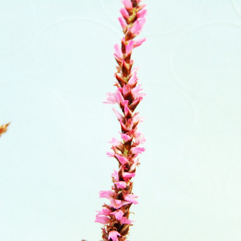Verikonnantatar Pink Elephant (Kukinta)