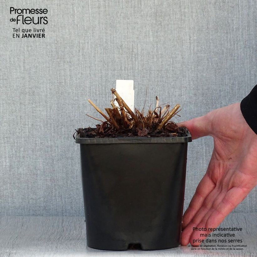 Esimerkki talvella toimitetusta Renouée - Persicaria amplexicaulis Pink Elephant Pot de 1,5L/2L-taimesta