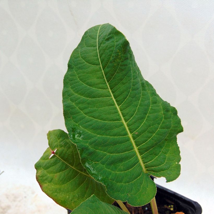 Verikonnantatar Rosea (Lehvistö)
