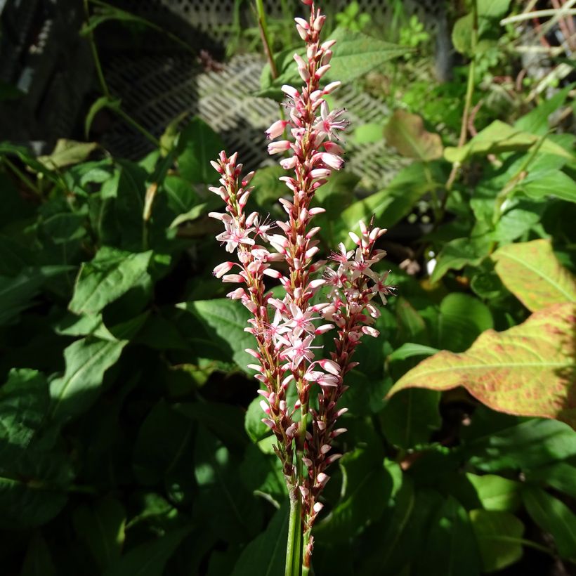Verikonnantatar Rosea (Kukinta)