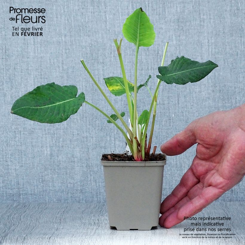 Esimerkki syksyllä toimitetusta Verikonnantatar Vesuvius 8/9 cm taimiruukku-taimesta