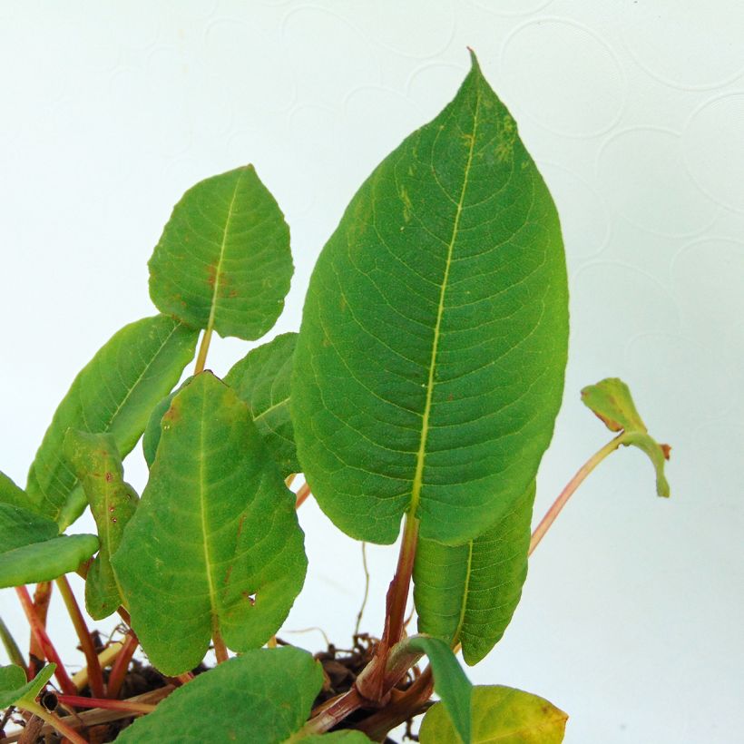 Ukontattare - Persicaria amplexicaulis var. pendula (Lehvistö)