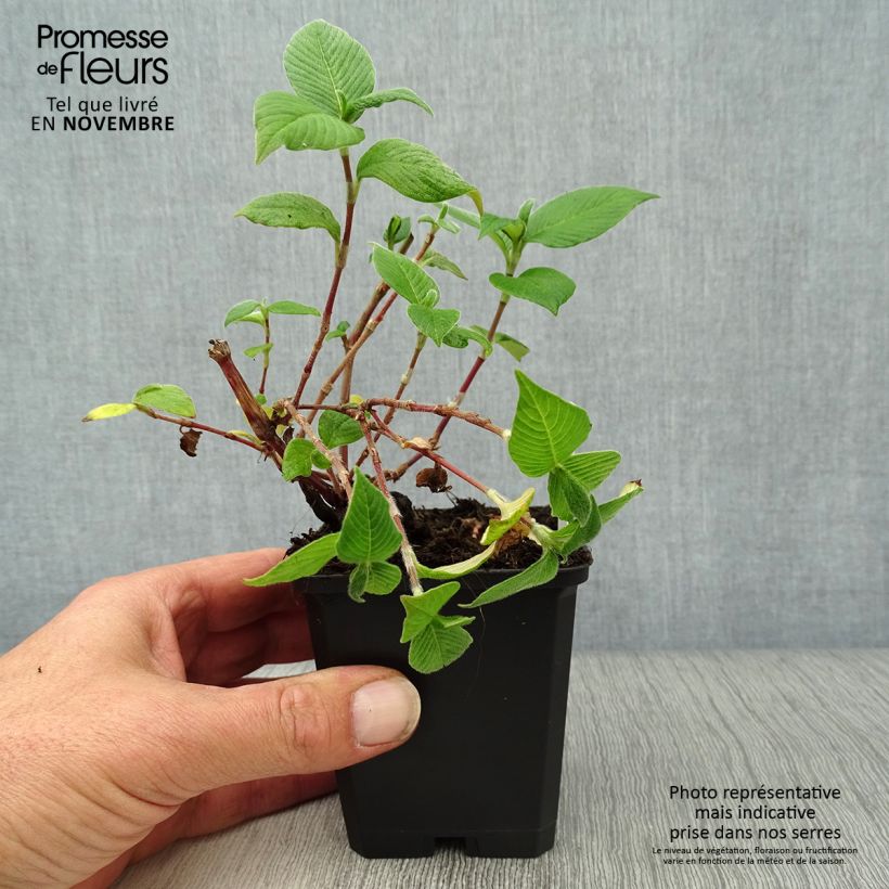 Esimerkki syksyllä toimitetusta Ukontattare - Persicaria campanulata 8/9 cm taimiruukku-taimesta
