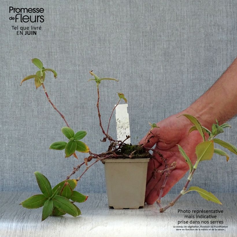 Esimerkki kesällä toimitetusta Ukontattare - Persicaria campanulata Godet de 8/9 cm-taimesta