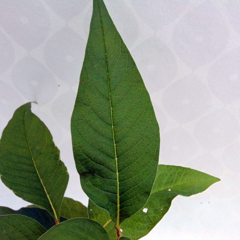 Ukontattare - Persicaria polymorpha (Lehvistö)