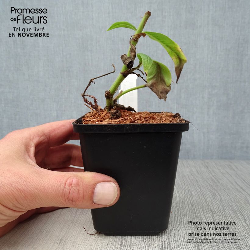 Esimerkki syksyllä toimitetusta Ukontattare - Persicaria polymorpha 8/9 cm taimiruukku-taimesta