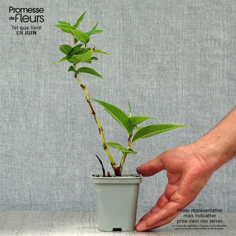 Esimerkki kesällä toimitetusta Ukontattare - Persicaria polymorpha Taimiruukku 8/9 cm-taimesta