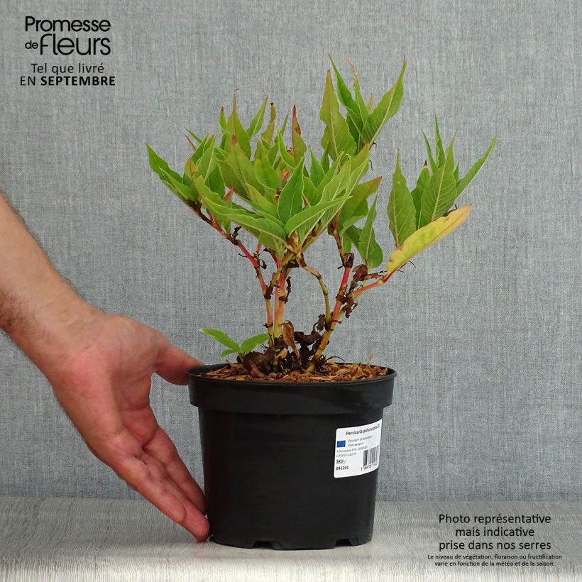 Esimerkki kesällä toimitetusta Ukontattare - Persicaria polymorpha Ruukku 2L / 3L-taimesta
