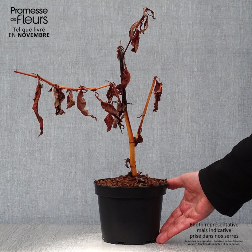 Esimerkki syksyllä toimitetusta Ukontattare - Persicaria polymorpha 2 litran/3 litran ruukku-taimesta