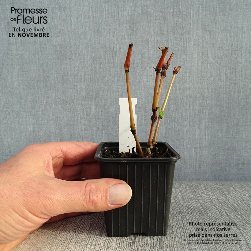 Esimerkki syksyllä toimitetusta Tähkätatar Painter s Palette 8/9 cm taimiruukku-taimesta