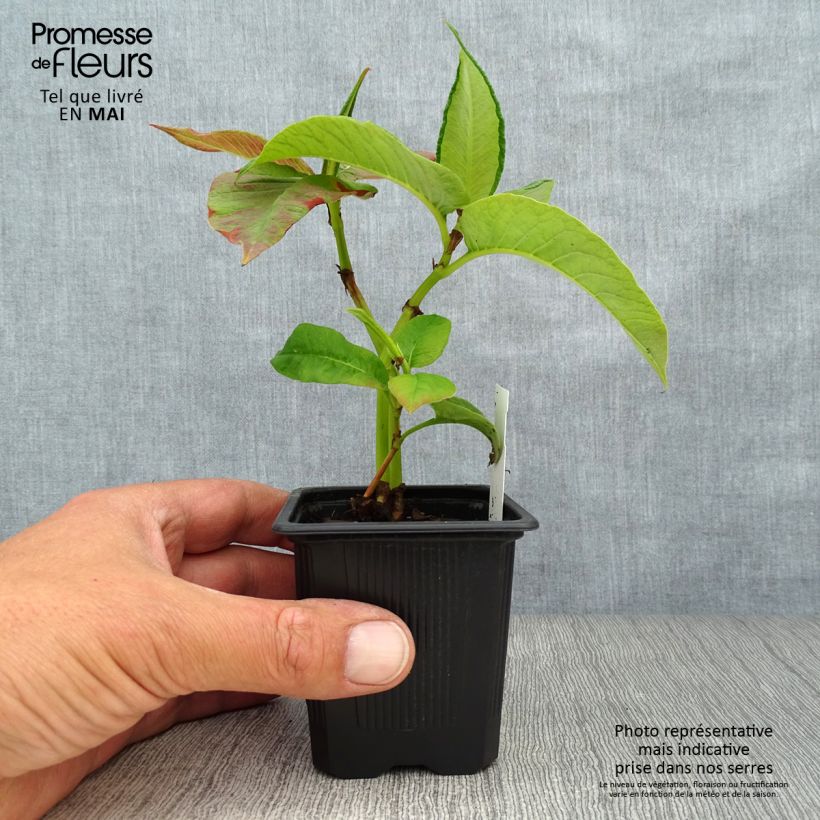 Example of Laavaröyhytatar - Persicaria weyrichii Godet de 8/9 cm as you get in printemps