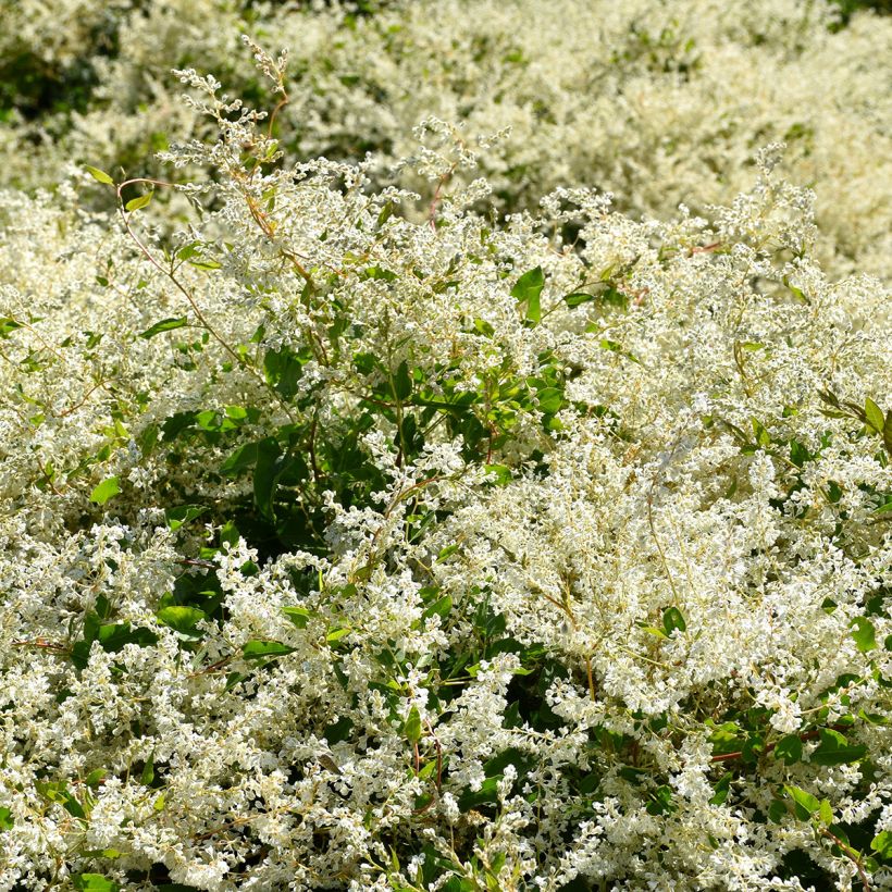 Vallitatar - Fallopia aubertii (Kasvutapa)