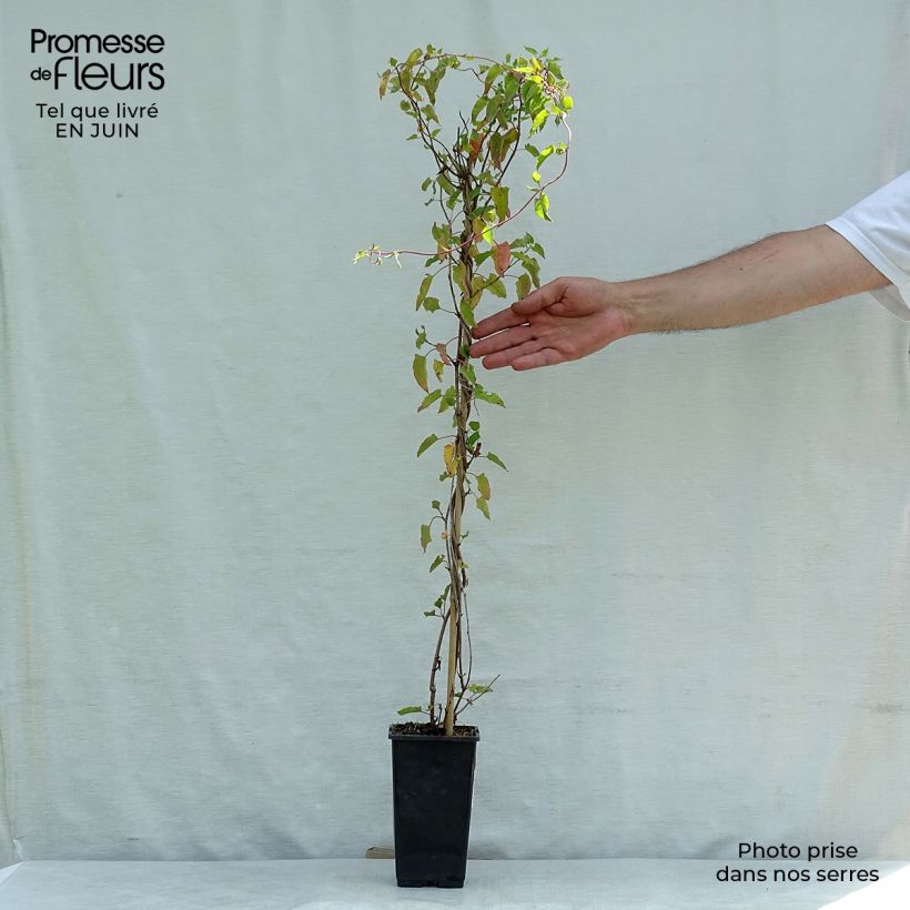 Esimerkki kesällä toimitetusta Vallitatar - Fallopia aubertii Pot de 2L/3L-taimesta