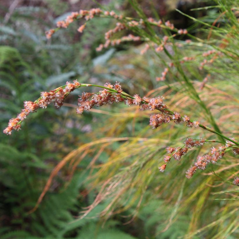 Restio tetraphyllus (Kukinta)