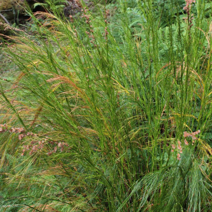 Restio tetraphyllus (Kasvutapa)