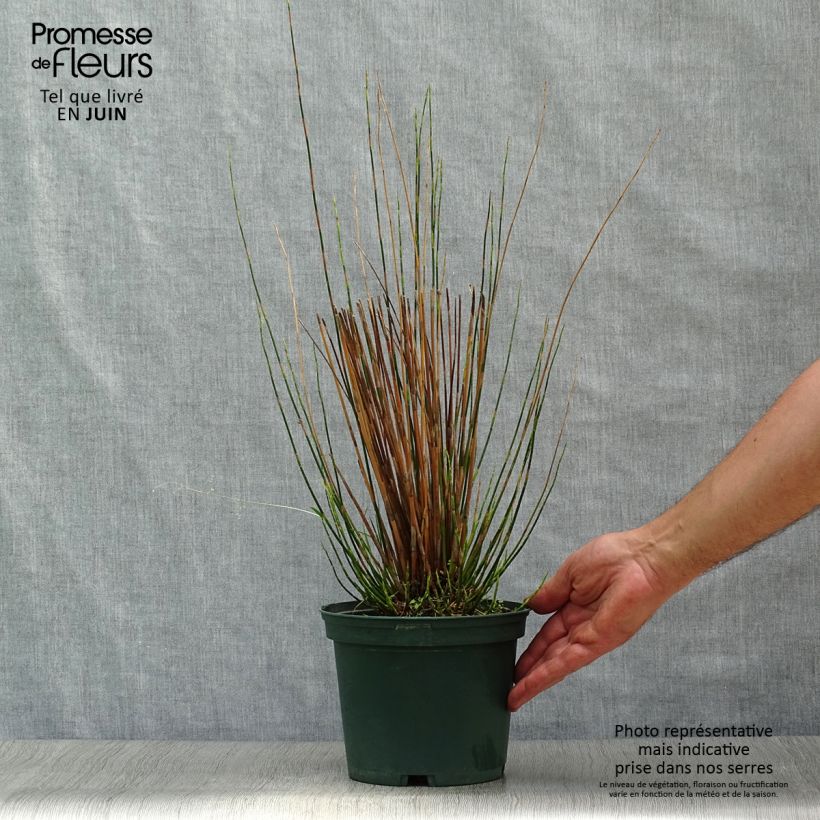 Esimerkki kesällä toimitetusta Restio tetraphyllus Ruukku 2L / 3L-taimesta