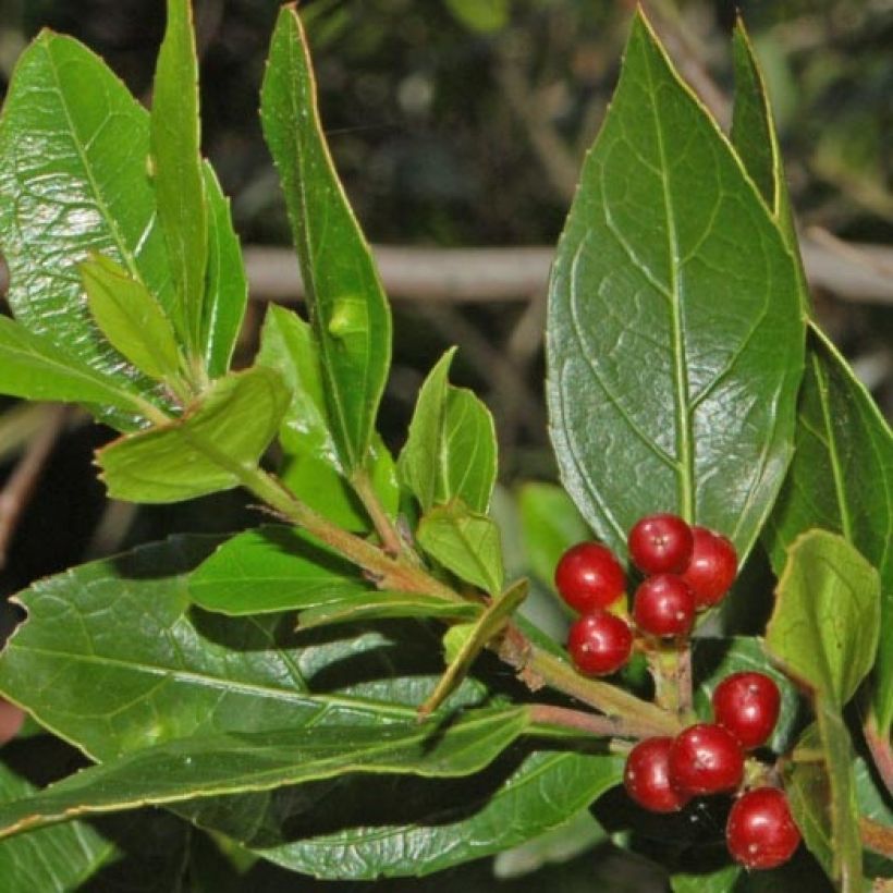 Välimerenpaatsama - Rhamnus alaternus (Lehvistö)