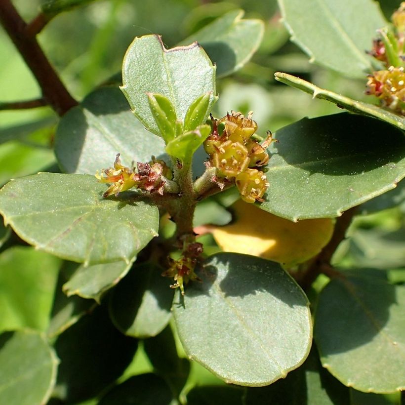 Välimerenpaatsama - Rhamnus alaternus (Kukinta)