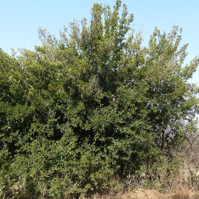 Välimerenpaatsama - Rhamnus alaternus (Kasvutapa)