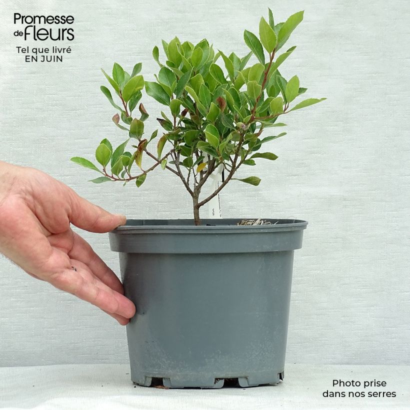 Esimerkki kesällä toimitetusta Välimerenpaatsama - Rhamnus alaternus Pot de 2L/3L-taimesta