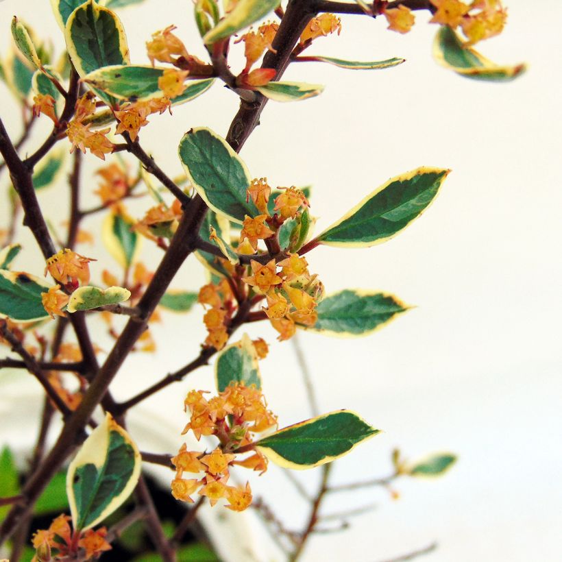 Välimerenpaatsama Argenteovariegata (Kukinta)