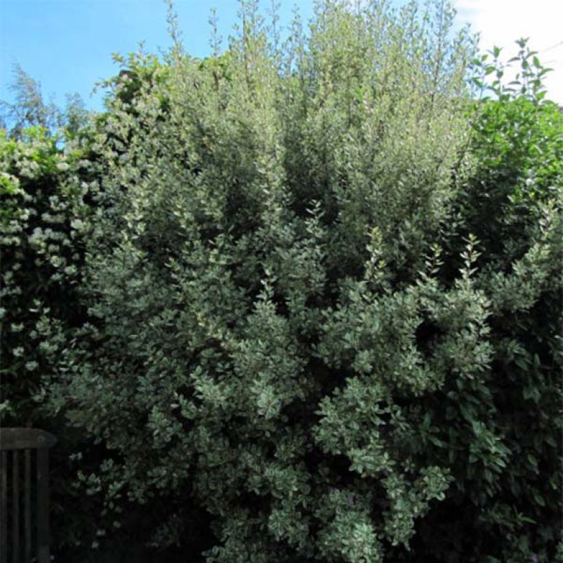 Välimerenpaatsama Argenteovariegata (Kasvutapa)