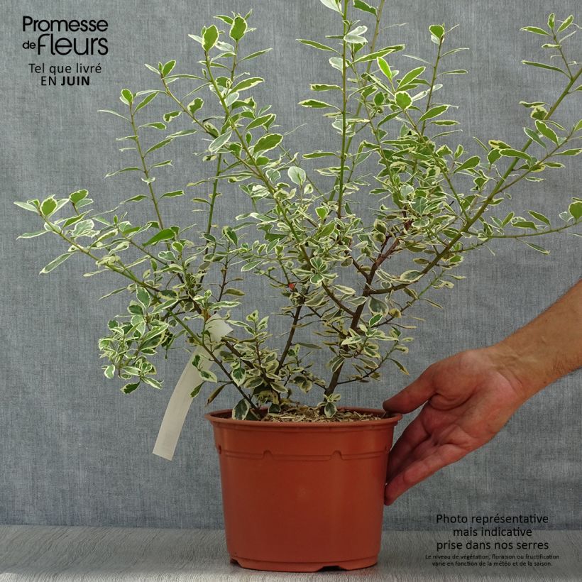 Esimerkki kesällä toimitetusta Välimerenpaatsama Argenteovariegata Pot de 2L/3L-taimesta