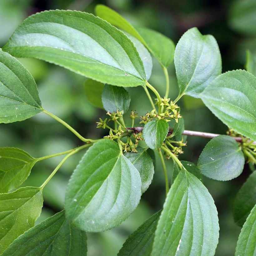 Orapaatsama - Rhamnus catharticus (Lehvistö)