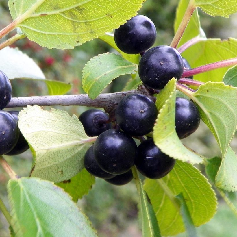 Orapaatsama - Rhamnus catharticus (Sadonkorjuu)